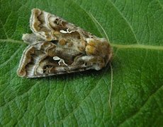 Gråbrunt metallfly (Autographa buraetica)