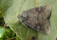 Rødlig løvfly (Parastichtis suspecta)