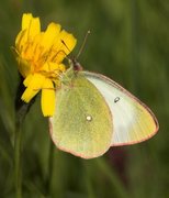 Moorland Clouded Yellow (Colias palaeno)