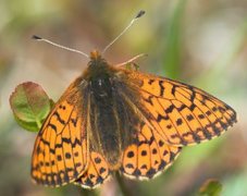 Fjellperlemorvinge (Boloria napaea)