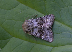 Broad-barred White (Hecatera bicolorata)
