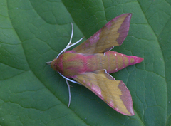 Liten snabelsvermer (Deilephila porcellus)