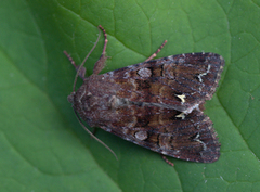 Rødt hagefly (Ceramica pisi)