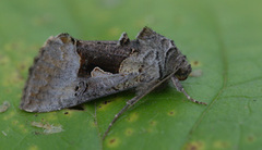 Fjellmetallfly (Syngrapha diasema)