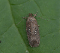 Agonopterix capreolella