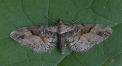 Bånddvergmåler (Eupithecia sinuosaria)