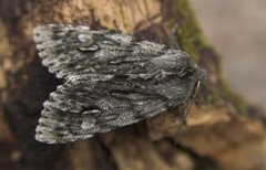 Rannoch Sprawler (Brachionycha nubeculosa)
