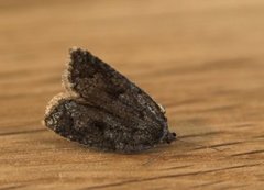 Blåbærflatvikler (Acleris maccana)