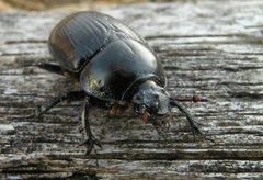 Geotrupes stercorosus