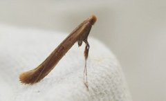 Pale Red Slender (Caloptilia elongella)