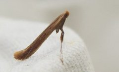 Caloptilia elongella