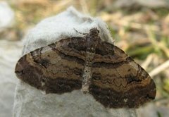 Shoulder-stripe (Anticlea badiata)