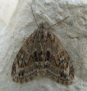 Barred Tooth-striped (Trichopteryx polycommata)