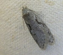 Dawn Flat-body (Semioscopis steinkellneriana)