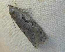 Dawn Flat-body (Semioscopis steinkellneriana)