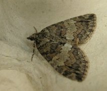 May Highflyer (Hydriomena impluviata)