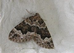 Water Carpet (Lampropteryx suffumata)