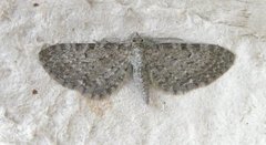 Gullrisdvergmåler (Eupithecia virgaureata)