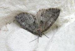 May Highflyer (Hydriomena impluviata)
