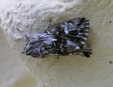 Toadflax Brocade (Calophasia lunula)