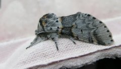 Sallow Kitten (Furcula furcula)
