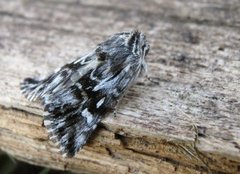 Toadflax Brocade (Calophasia lunula)