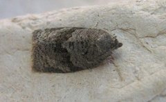 Dark-barred Tortrix (Syndemis musculana)