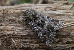 Tawny Shears (Hadena perplexa)
