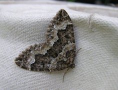Water Carpet (Lampropteryx suffumata)