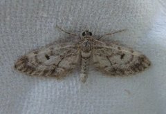 Grandvergmåler (Eupithecia tantillaria)