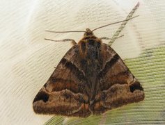 Burnet Companion (Euclidia glyphica)