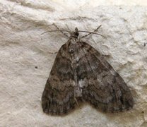 May Highflyer (Hydriomena impluviata)
