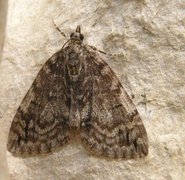May Highflyer (Hydriomena impluviata)