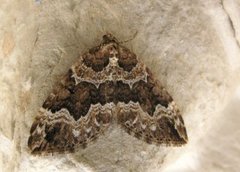 Water Carpet (Lampropteryx suffumata)