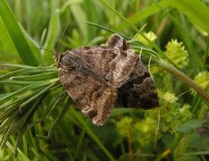 Burnet Companion (Euclidia glyphica)
