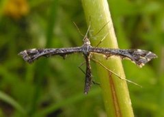 Svinerotfjærmøll (Amblyptilia punctidactyla)