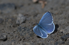 Vårblåvinge (Celastrina argiolus)