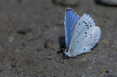 Vårblåvinge (Celastrina argiolus)