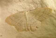 Cream Wave (Scopula floslactata)