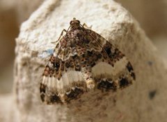 Sharp-angled Carpet (Euphyia unangulata)