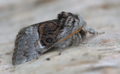 Nut-tree Tussock (Colocasia coryli)