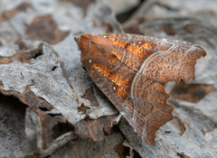 The Herald (Scoliopteryx libatrix)