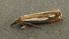 Lyngheinebbmott (Crambus ericella)
