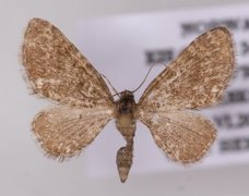 Arvedvergmåler (Eupithecia pygmaeata)
