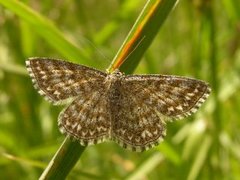 Lewes Wave (Scopula immorata)