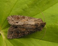 Vinkelhakefly (Polia bombycina)