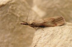 Bakkesmalmott (Hypochalcia ahenella)