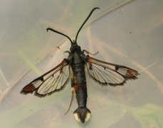 Red-tipped Clearwing (Synanthedon formicaeformis)