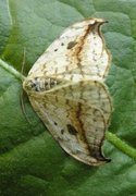 Pebble Hook-tip (Drepana falcataria)