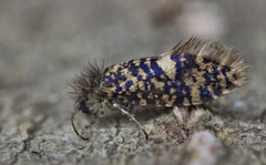 Mottled Purple (Eriocrania sparrmannella)